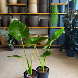 Alternative view of Αλοκάσια - Alocasia Portodora Elephant Ear