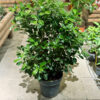 Φίκος Μοκλέιμ - Ficus Microcarpa Moclame
