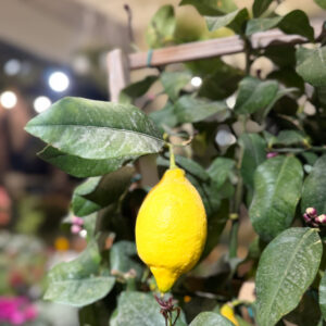 Alternative view of Λεμονιά Σπαλιέρα - Lemone Spaliera