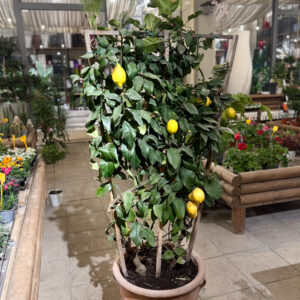 Λεμονιά Σπαλιέρα - Lemone Spaliera