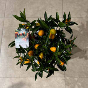 Alternative view of Κουμ-κουάτ δεντράκι μίνι - Kumquat Tree Mini