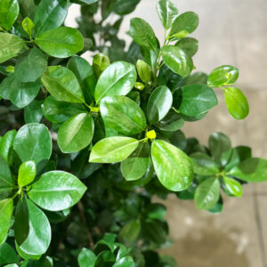 Alternative view of Φίκος Μοκλέιμ - Ficus Microcarpa Moclame