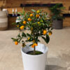 Κουμ-κουάτ δεντράκι μίνι - Kumquat Tree Mini