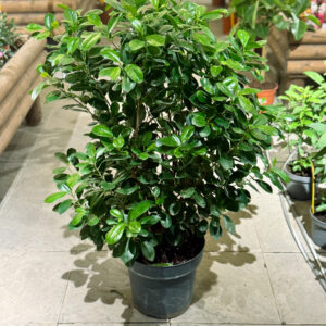 Φίκος Μοκλέιμ - Ficus Microcarpa Moclame