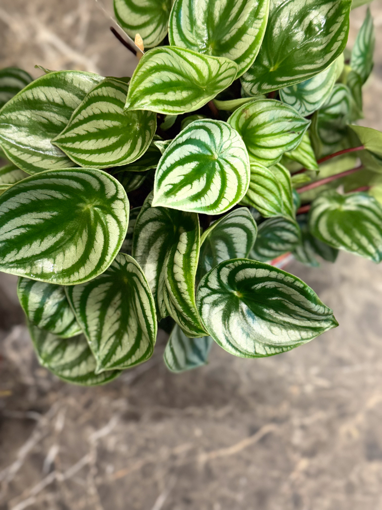 Πεπερόμια – Peperomia Argyreia Watermelon - Image 6