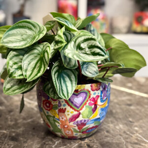 Πεπερόμια – Peperomia Argyreia Watermelon