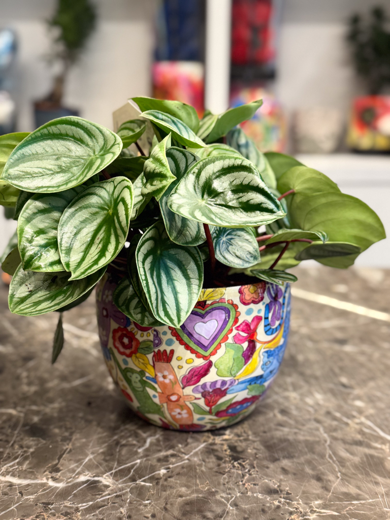 Πεπερόμια – Peperomia Argyreia Watermelon