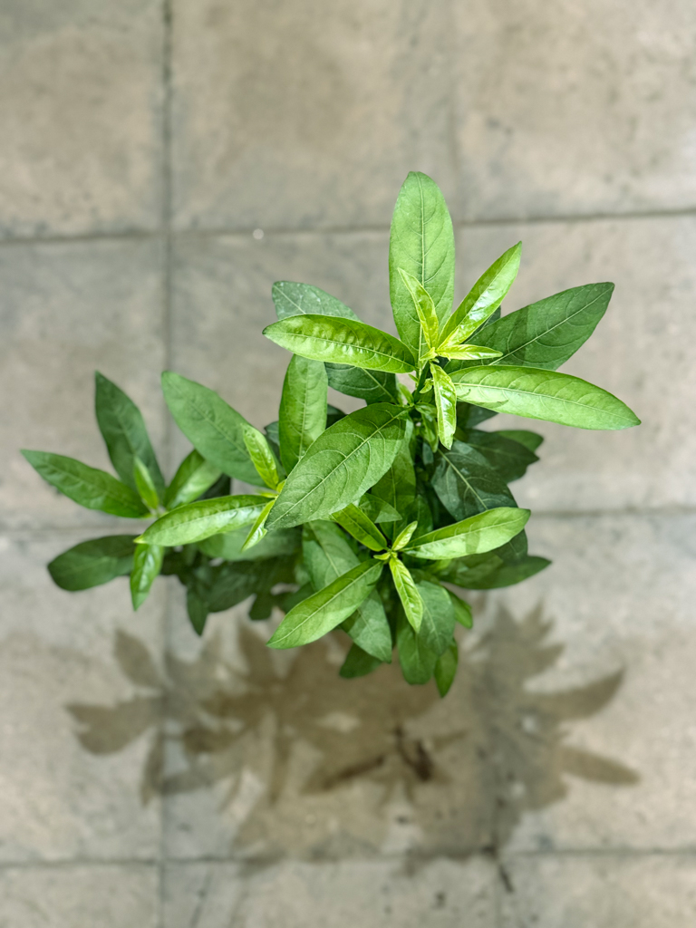 Νυχτολούλουδο – Cestrum Nocturnum - Image 2