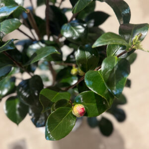Καμέλια - Camellia Japonica