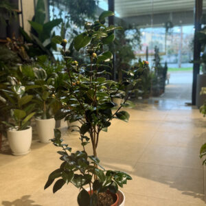 Alternative view of Καμέλια - Camellia Japonica