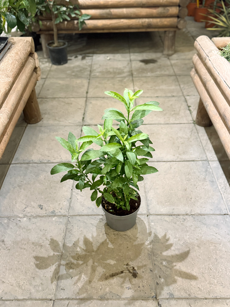 Νυχτολούλουδο – Cestrum Nocturnum - Image 3