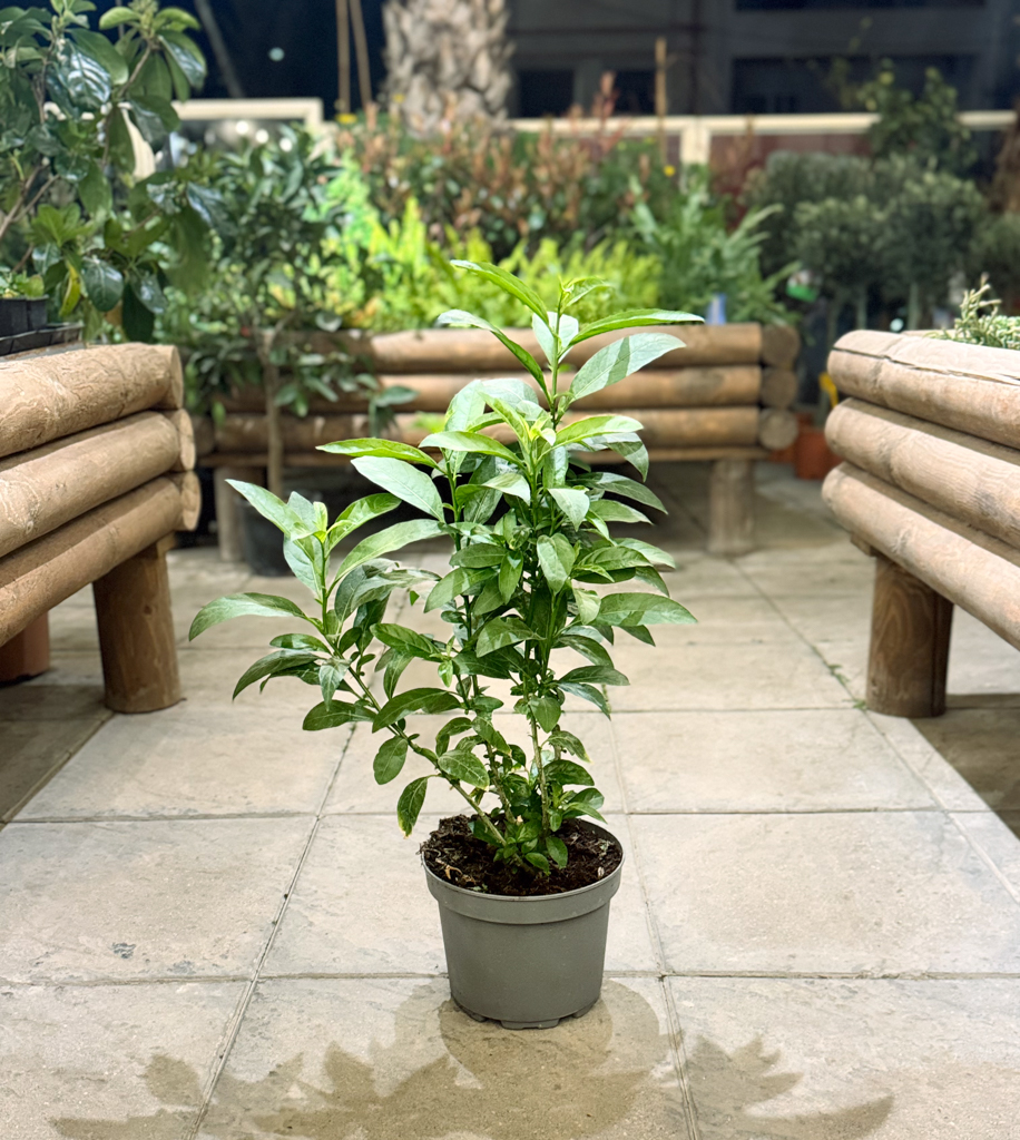 Νυχτολούλουδο – Cestrum Nocturnum