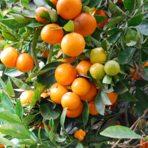 Καλαμοντίν - Citrus mitis