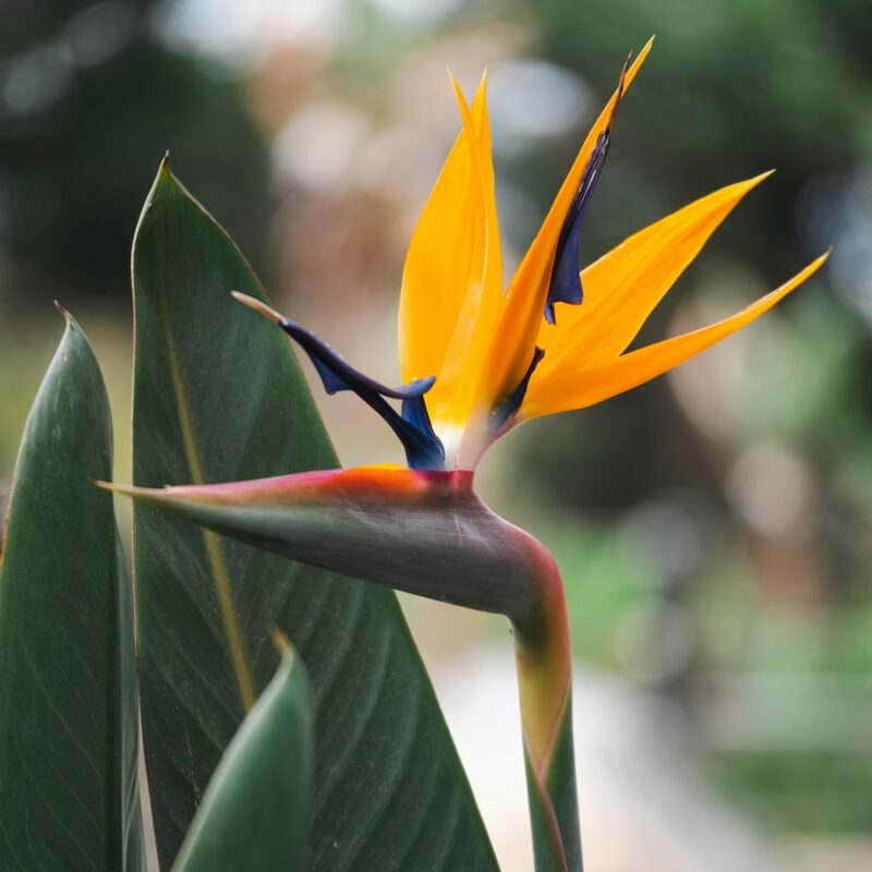 Ανθοδέσμη με Πουλί του Παραδείσου – Orange Bird of Paradise