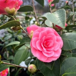 Καμέλια - Camellia Japonica