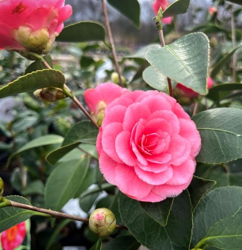 Καμέλια - Camellia Japonica