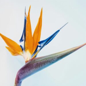 Ανθοδέσμη με Πουλί του Παραδείσου – Orange Bird of Paradise
