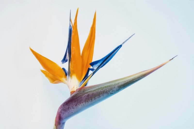 Ανθοδέσμη με Πουλί του Παραδείσου – Orange Bird of Paradise