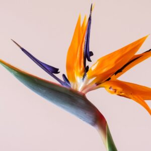 Ανθοδέσμη με Πουλί του Παραδείσου – Orange Bird of Paradise