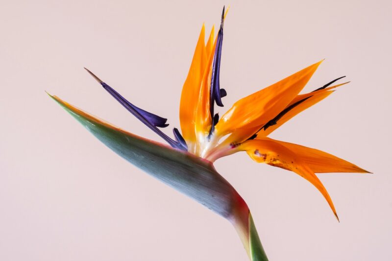 Ανθοδέσμη με Πουλί του Παραδείσου – Orange Bird of Paradise