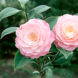 Καμέλια - Camellia Japonica