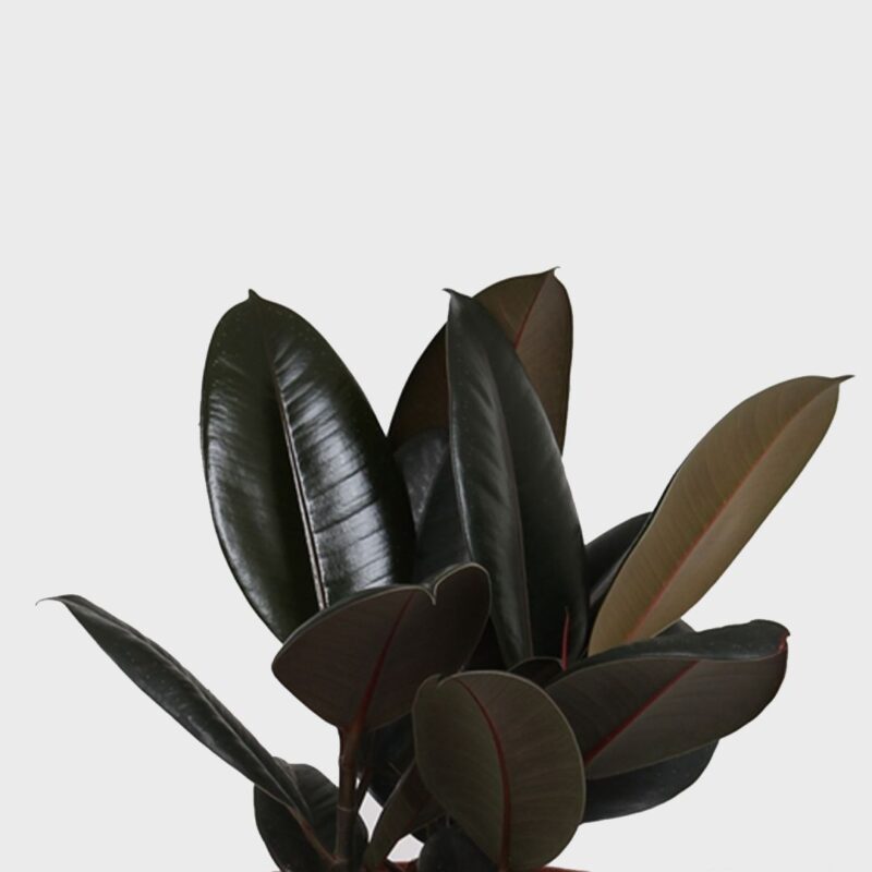 Φίκος Ελάστικα 'Abidjan'- Ficus Elastica Abidjan
