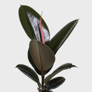 Φίκος Ελάστικα 'Abidjan'- Ficus Elastica Abidjan