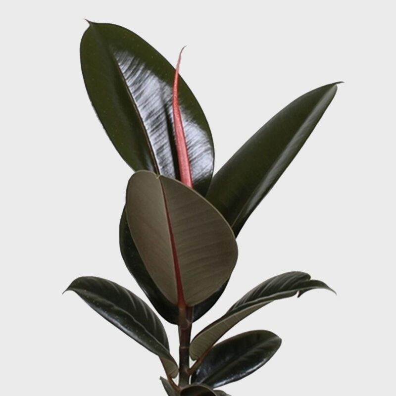 Φίκος Ελάστικα 'Abidjan'- Ficus Elastica Abidjan
