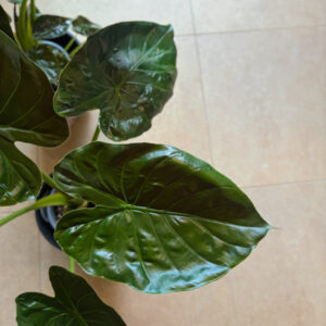 Alternative view of Αλοκάσια Γουέντι - Alocasia Wentti
