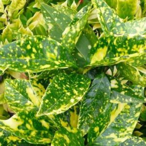 Αουκούμπα – Aucuba Japonica (Gold Dust Plant)
