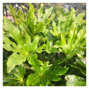 Αράλια - Fatsia Japonica