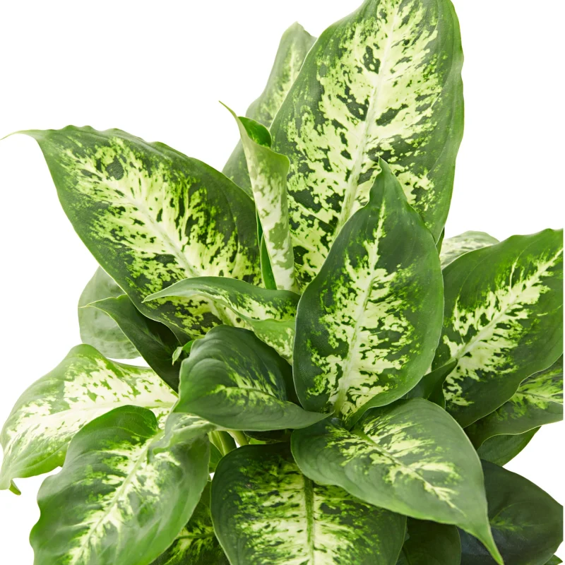Διφενμπάχια - Dieffenbachia compacta - Image 2