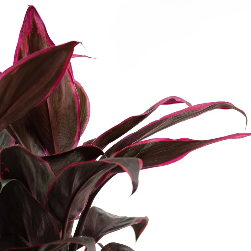 Κορδελίνι Ροζ Μωβ - Cordyline Fruticosa Mambo