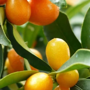 Κουμ-κουάτ δεντράκι μίνι – Kumquat Tree Mini
