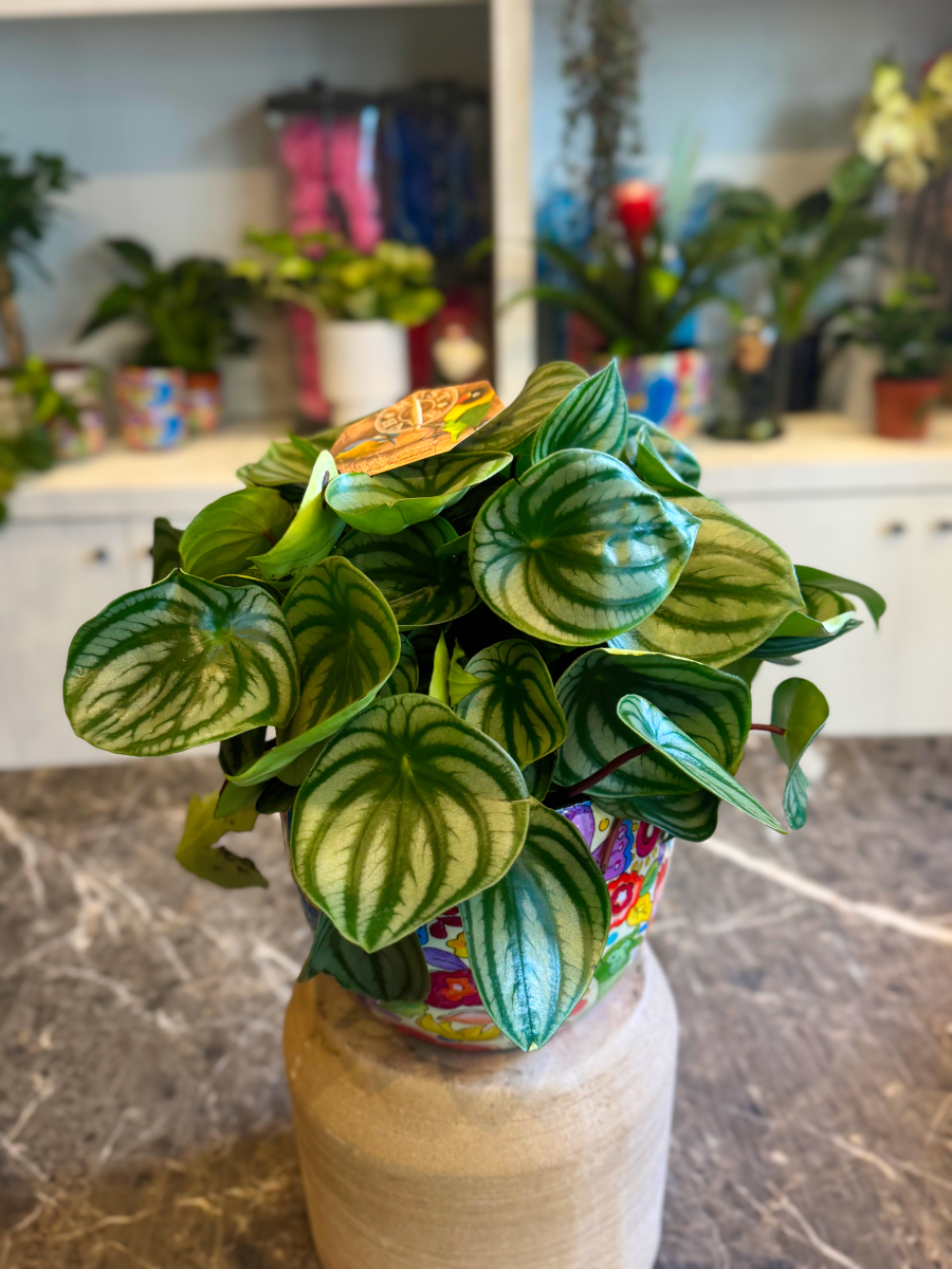 Πεπερόμια – Peperomia Argyreia Watermelon - Image 7