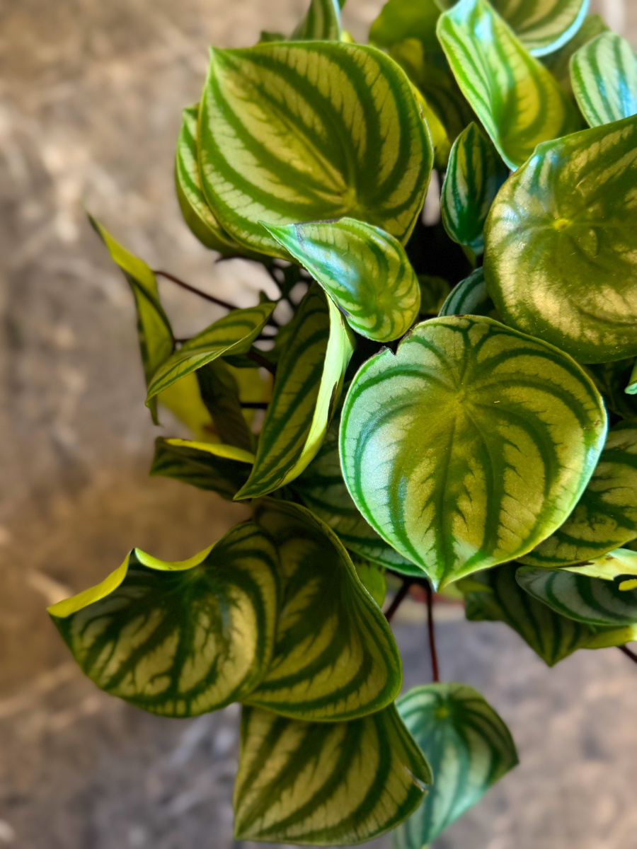 Πεπερόμια – Peperomia Argyreia Watermelon - Image 8