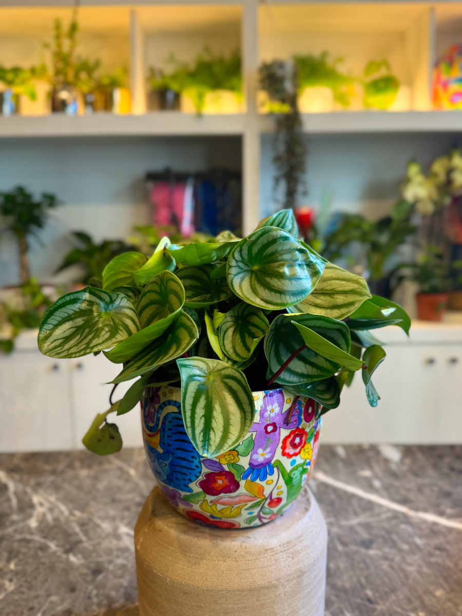 Πεπερόμια – Peperomia Argyreia Watermelon - Image 9