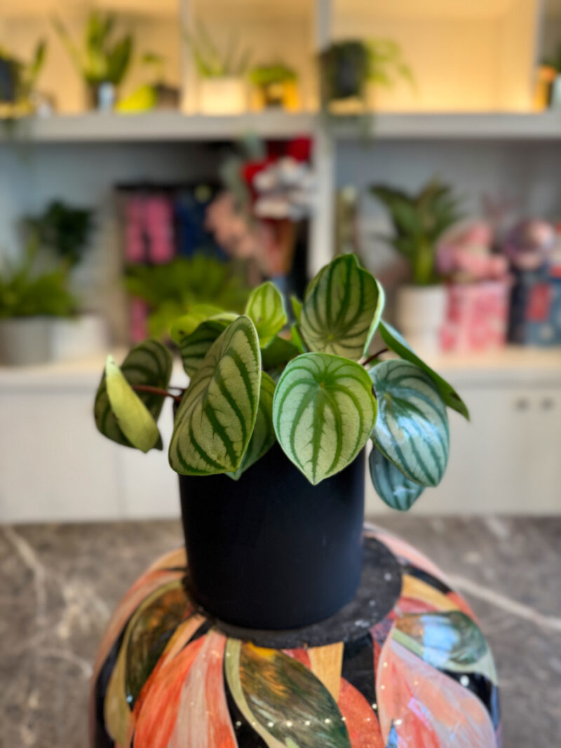 Πεπερόμια – Peperomia Argyreia Watermelon - Image 3
