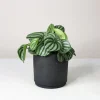 Πεπερόμια – Peperomia. Argyreia Watermelon