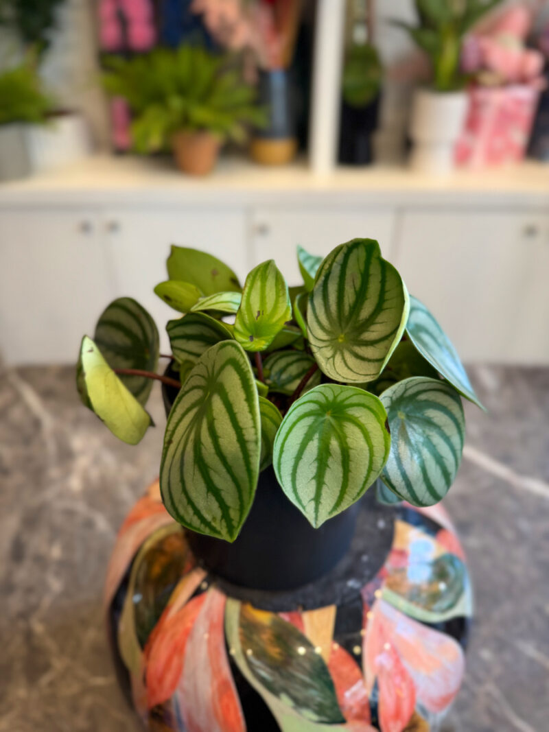 Πεπερόμια – Peperomia Argyreia Watermelon - Image 4