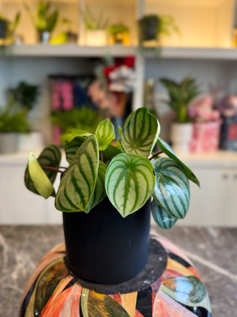 Πεπερόμια – Peperomia Argyreia Watermelon - Image 5