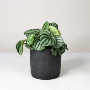 Πεπερόμια – Peperomia. Argyreia Watermelon