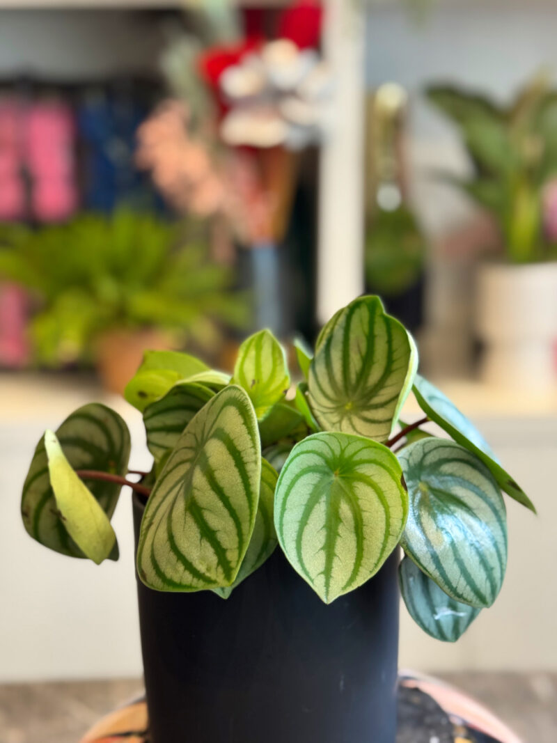 Πεπερόμια – Peperomia Argyreia Watermelon - Image 6