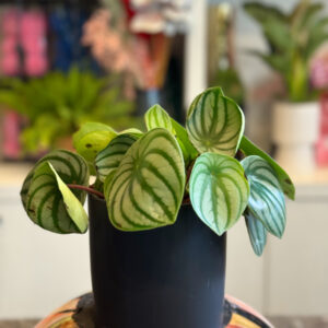 Πεπερόμια – Peperomia Argyreia Watermelon
