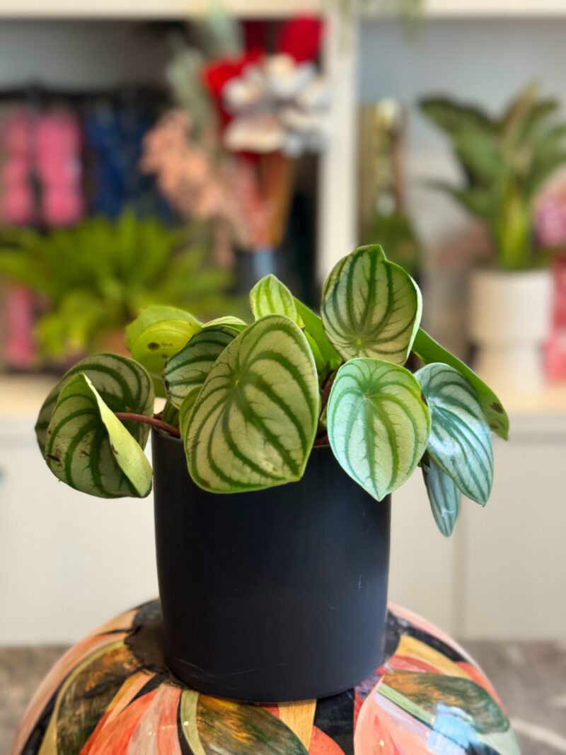 Πεπερόμια – Peperomia Argyreia Watermelon