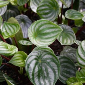 Πεπερόμια – Peperomia. Argyreia Watermelon