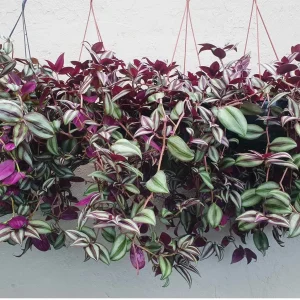 Τηλέγραφος Ζέμπρα -Tradescantia Zebrina
