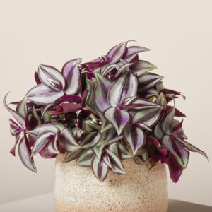 Τηλέγραφος Ζέμπρα -Tradescantia Zebrina