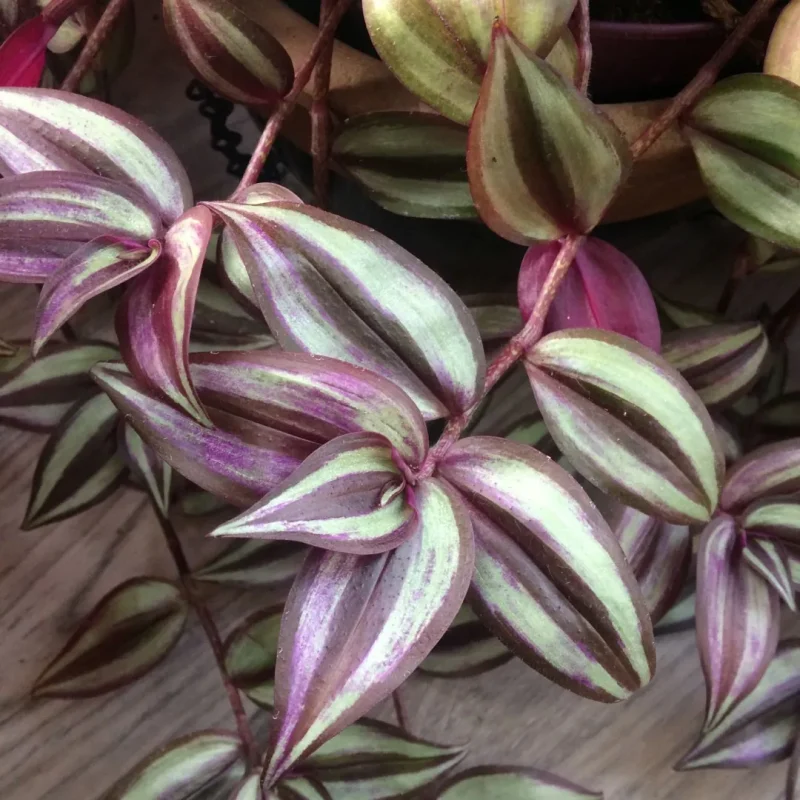 Τηλέγραφος Ζέμπρα -Tradescantia Zebrina