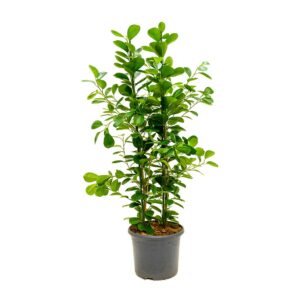 Φίκος Μοκλέιμ - Ficus Microcarpa Moclame